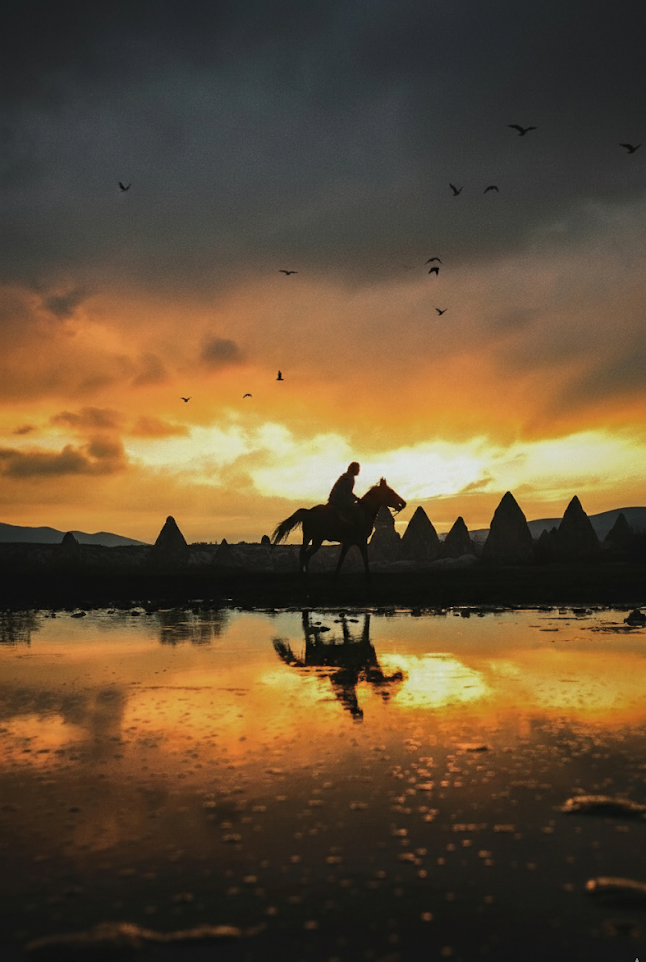 horse sunset